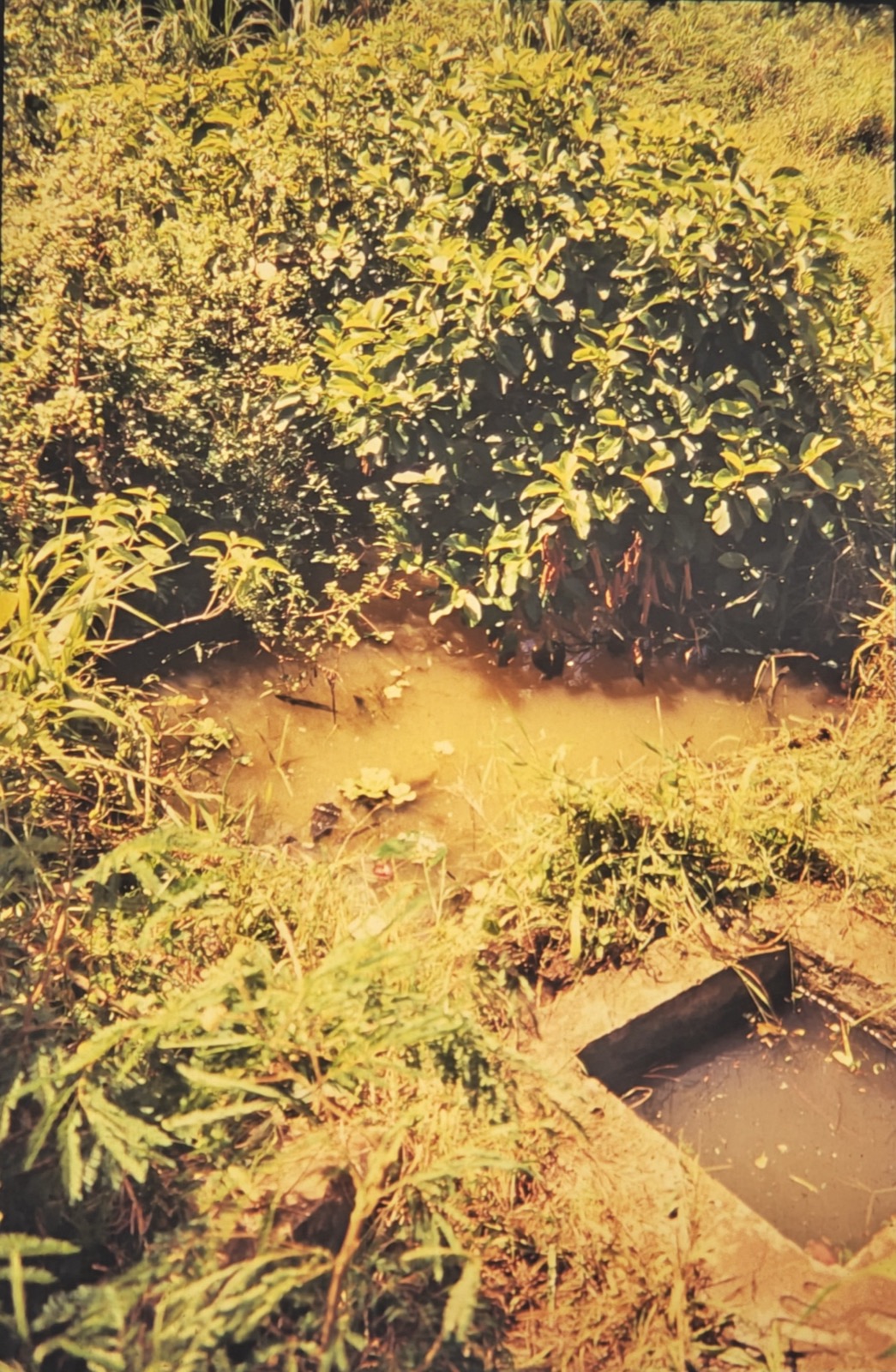 Celestial Manifestation